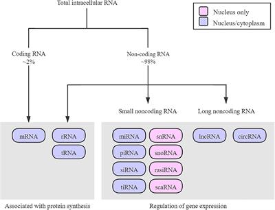 Non-Coding RNAs: Emerging Therapeutic Targets in Spinal Cord Ischemia–Reperfusion Injury